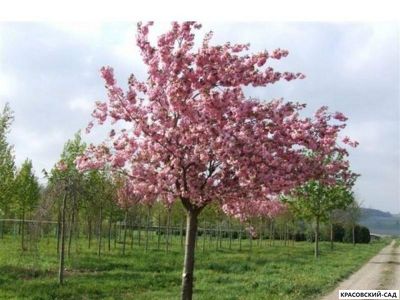 Вишня Канзан - Kanzan