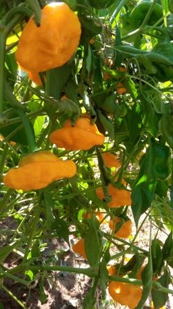 Перец острый Желтый гриб (Mushroom Yellow)