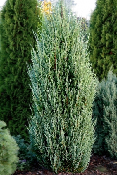 Можжевельник скальный Blue Arrow