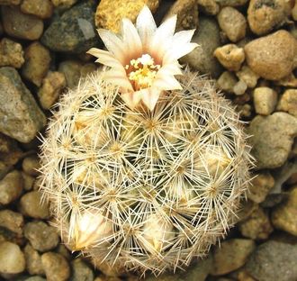 Mammillaria lasiacantha RS 127 - 5 семян