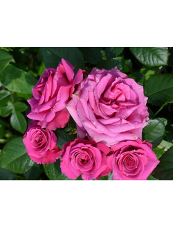 Пурпурная Иришка (Purple Irischka) роза, ЗКС