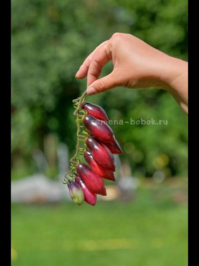 Томат Сливка-Гурман