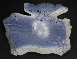 Коралл голубой Акори, Австралия (95*71*12 мм, 123 г) №37717