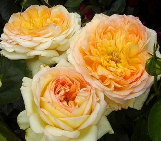 Альфонс Доде (Alphonse Daudet) роза