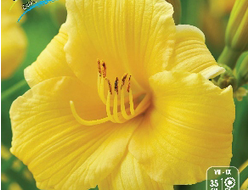 Лилейник EveryDaylily Gold, C2