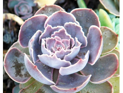 Echeveria shaviana - розетка без корней