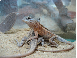 Игуана мадагаскарская (Chalarodon madagascariensis)