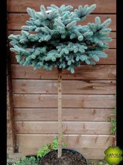 ЕЛЬ "ГЛАУКА КОМПАКТА" НА ШТАМБЕ 1,1 м