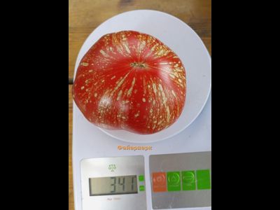 Томат Фейерверк