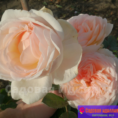 Мерхенцаубер (Marchenzauber)