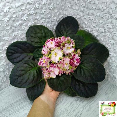 КО-Петушок Золотой Гребешок (О. Кособокова) 2016