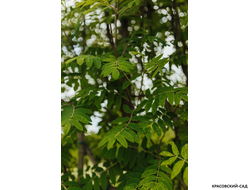 Рябина обыкновенная в форме шпалеры