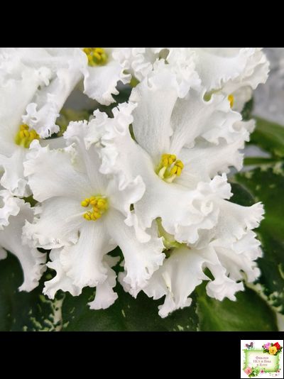 ЛИС-Поиграй Снежинками (Л. Сергеева) 2024 г.