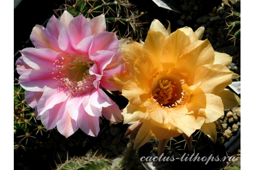 ECHINOPSIS hybrid `ZOLUSCHKA`+`ALLADIN`