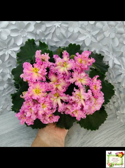 РМ-Богиня Солнца (Н. Скорнякова) 2019 г.