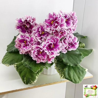 ВаТ-Агат Розовый (Т. Валькова) 2019 г.