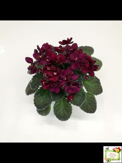 Jolly Fire (H.Pittman) (9715) 01/15/2007