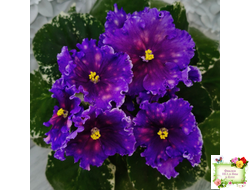 Nik-Сокровище Каравана (Н. Булко) 2022 г.