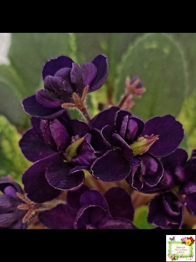 ЛЕ-Мия (Е.Лебецкая) 2018 г.