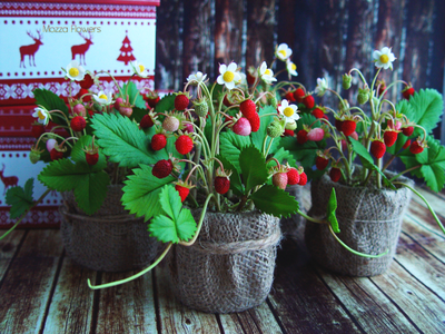 Лесная земляника из полимерной глины.