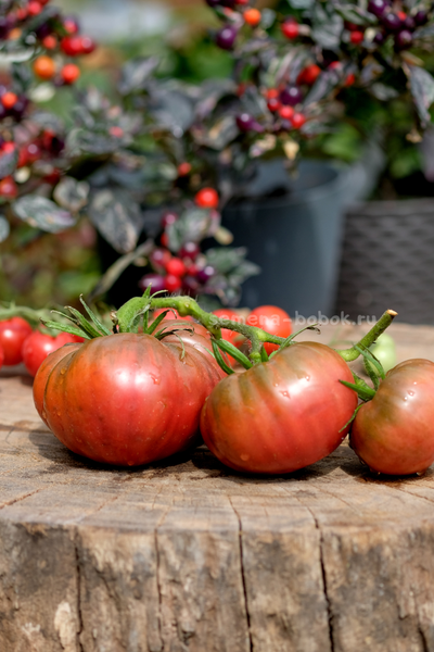 Томат Один Трюк Пони ( One Trick Pony), 10 шт