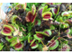 Dionaea muscipula H52