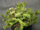 Crassula rupestris