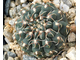 Gymnocalycium stellatum v.kleinianum VG-052 - 10 семян