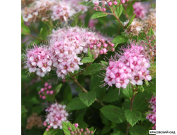 Спирея японская Литтл Принцесс Купить в красовский-сад.рф