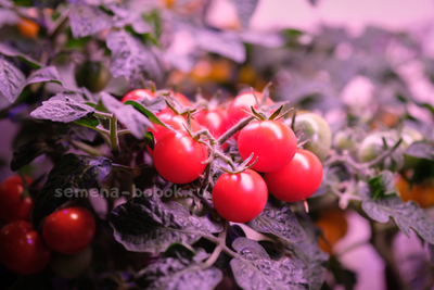 Томат  Red Robin (Ред Робин), 10 шт.