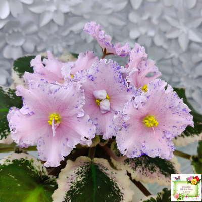 НД-Хоровод  (Н.Данилова-Суворова) 2021 г.