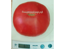 Томат Микадо розовый