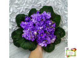 БР-Маленькое Счастье (С. и Н. Буркацкие) 2020 г.