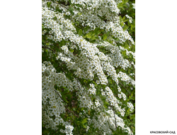 Спирея серая Грефшейм - купить на сайте красовсий-сад.рф