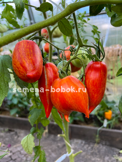 Томат Перо Жар-Птицы, 10 шт