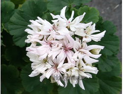 Пеларгония Лили Ариадна