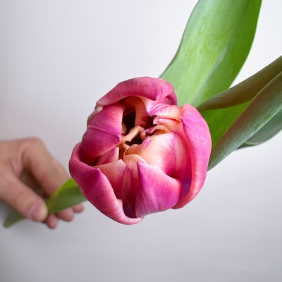 Букет пионовидных тюльпанов 25 шт Columbus