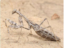 Боливария короткокрылая (Bolivaria brachyptera)