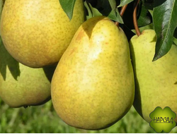 Груша "Скороспелка из Мичуринска" (очень ранняя, саженец 3 года)