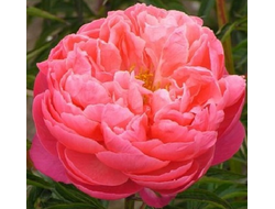 Пион Корал Чарм (Coral Charm)