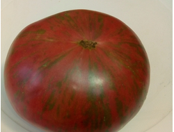 Томат гном Стринги (The Thong dwarf)