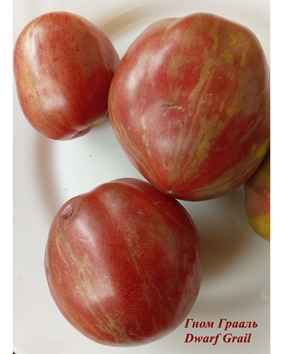 Томат Гном Грааль (Dwarf Grail)