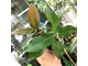Ficus Superba compacta = Fiсus sр.(T33) Nаkorn Раthom Thаiland