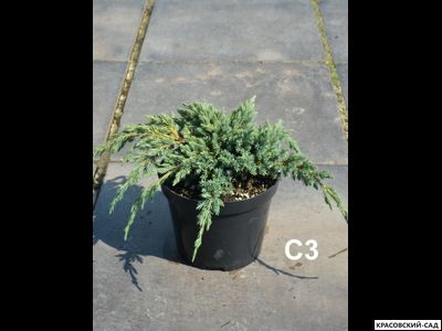 Можжевельник Блю Спайдер - Blue Spider