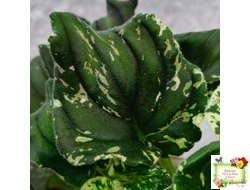 LV-Девятый Вал (Л. Шевелева) 2024 г. трейлер (пестролистный клакамас)