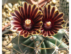 Glandulicactus uncinatus RS 254 - 5 семян