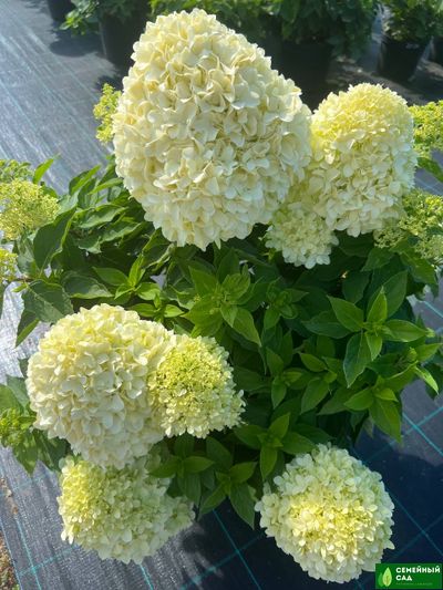 Гортензия метельчатая "Little Spooky" (Литтл Спуки)