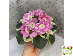 НД-Морковка (Н. Данилова-Суворова) 2021 г.