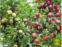 ДЕРЕВО-САД (несколько сортов на одном дереве)