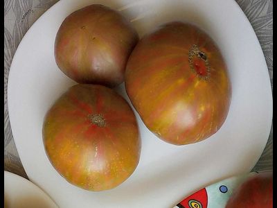 Томат Мятные полосы (Dwarf Peppermint Stripes)